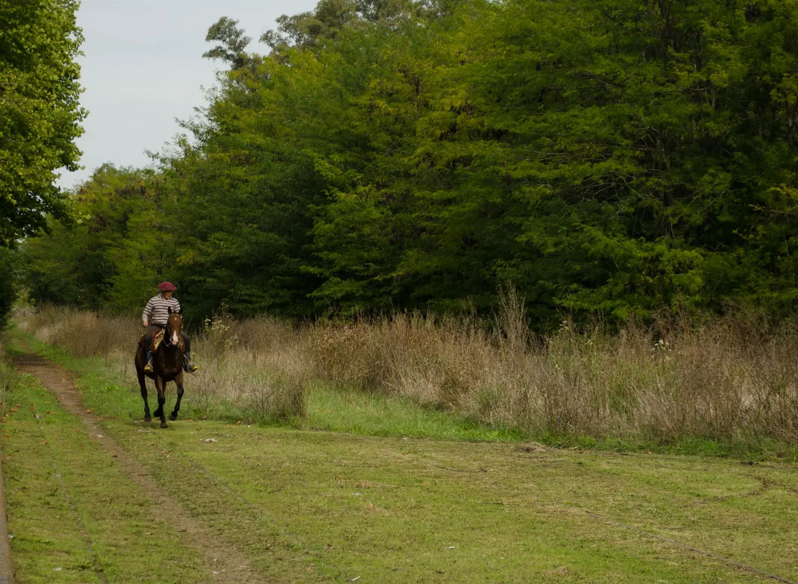 Un cavalier à cheval sur un chemin bordé de végétation