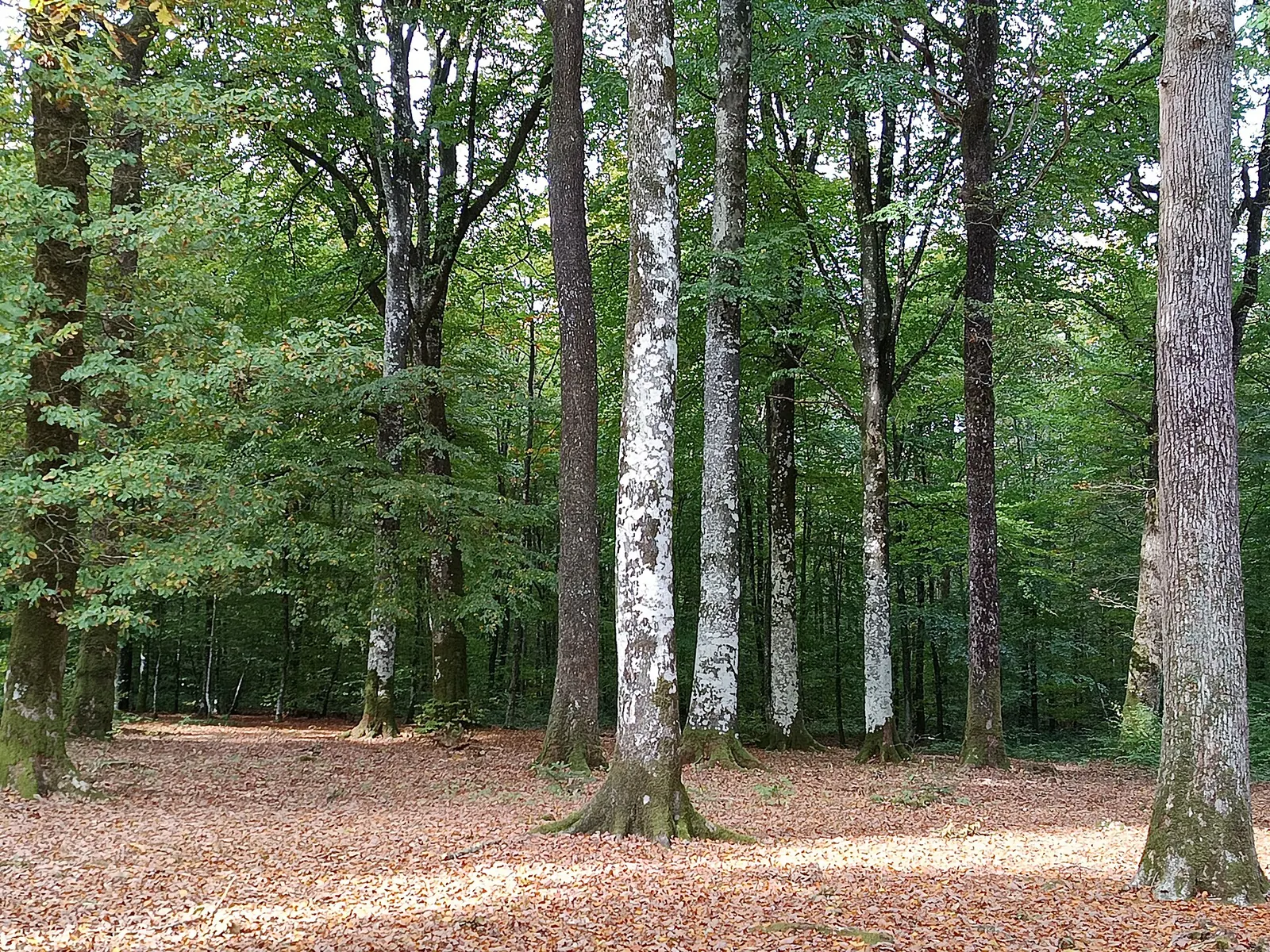 Un chemin forestier dans la forêt d’Écouves