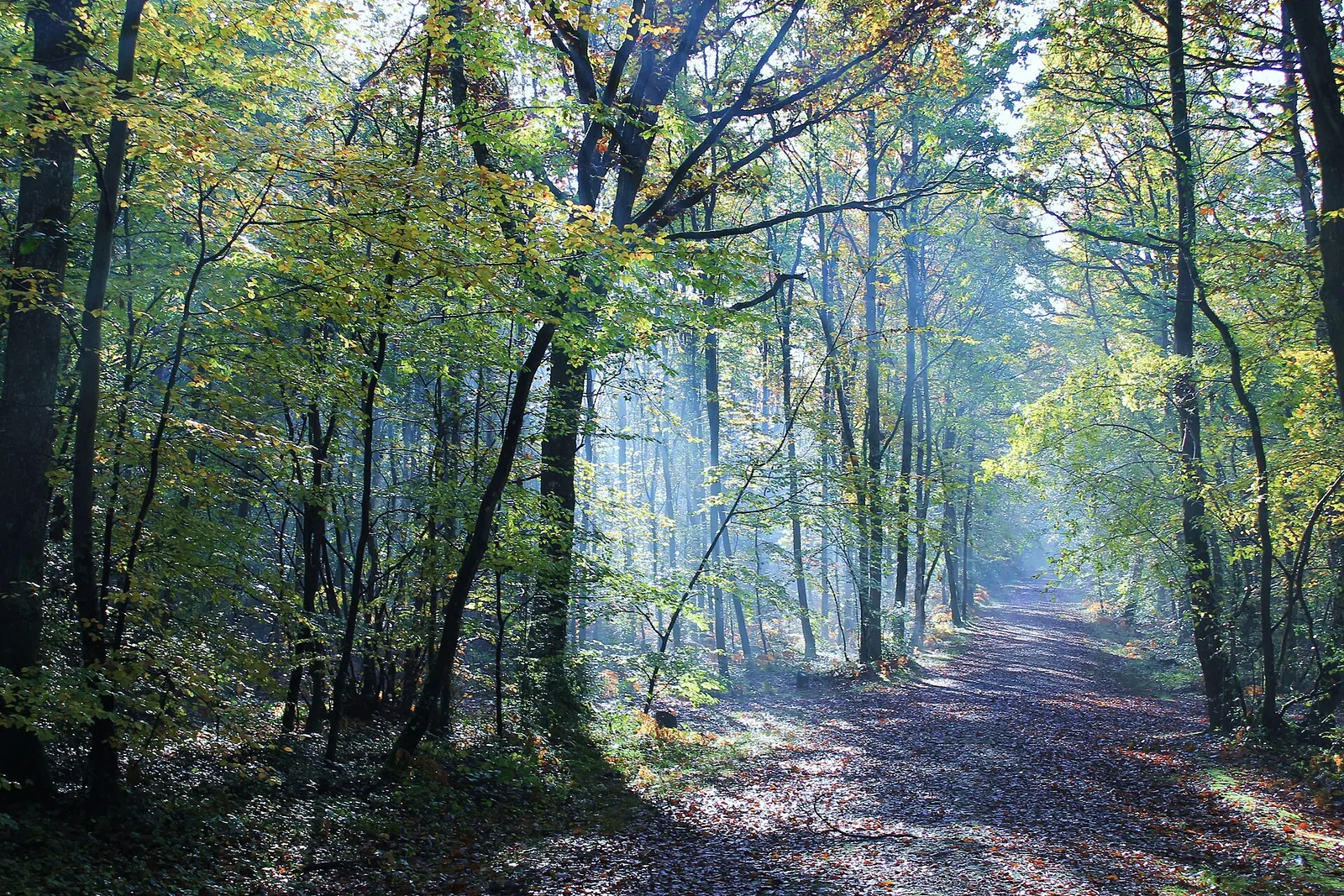 Sous-bois de la forêt de Grimbosq